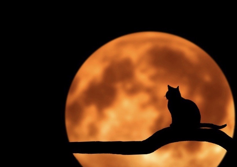 Haïcoups de coeur – Août&nbsp;2020