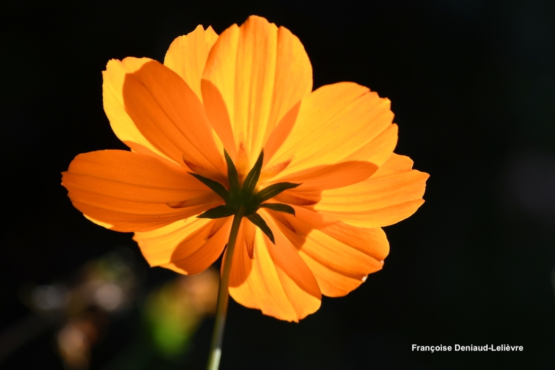 ÉTÉ INDIEN – Ma&nbsp;sélection