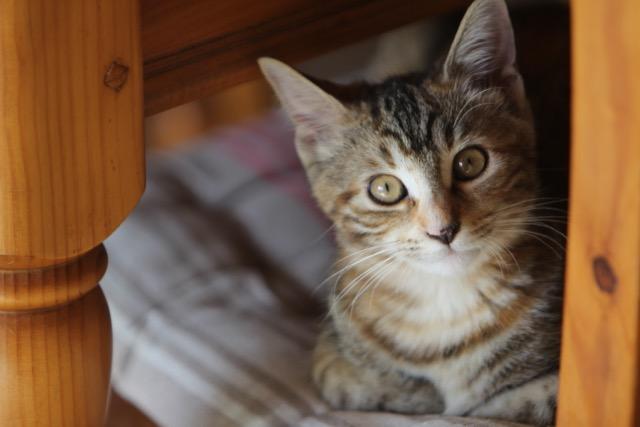 Quelques &laquo;&nbsp;chaïkus&nbsp;&raquo;