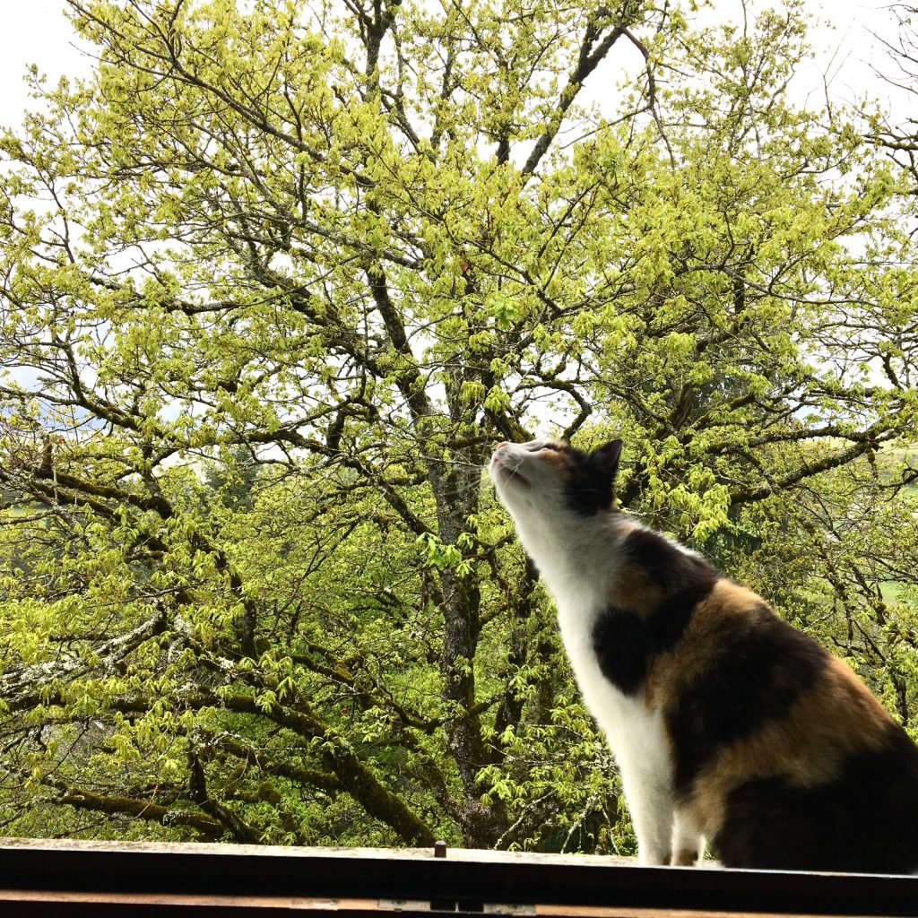 Premiers parfums (printemps&nbsp;2021)