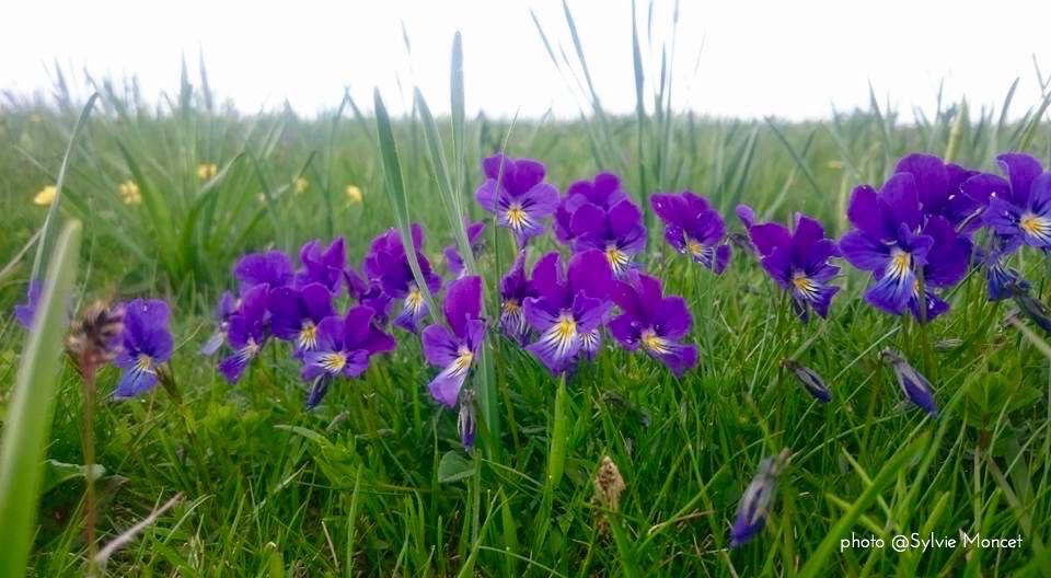 Haïkus du printemps&nbsp;(suite)