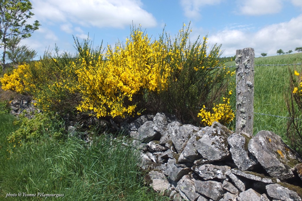 Haïkus du printemps