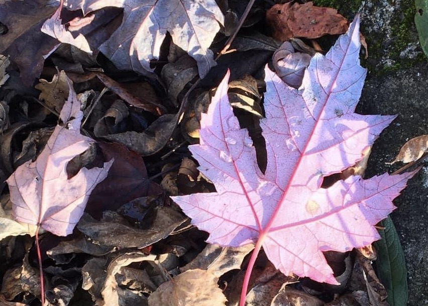 Joies de l&rsquo;automne