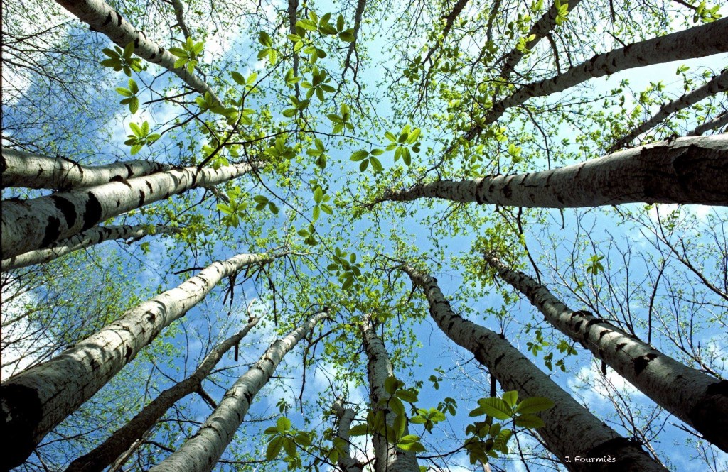 Thème &laquo;&nbsp;Renaissance&nbsp;&raquo;