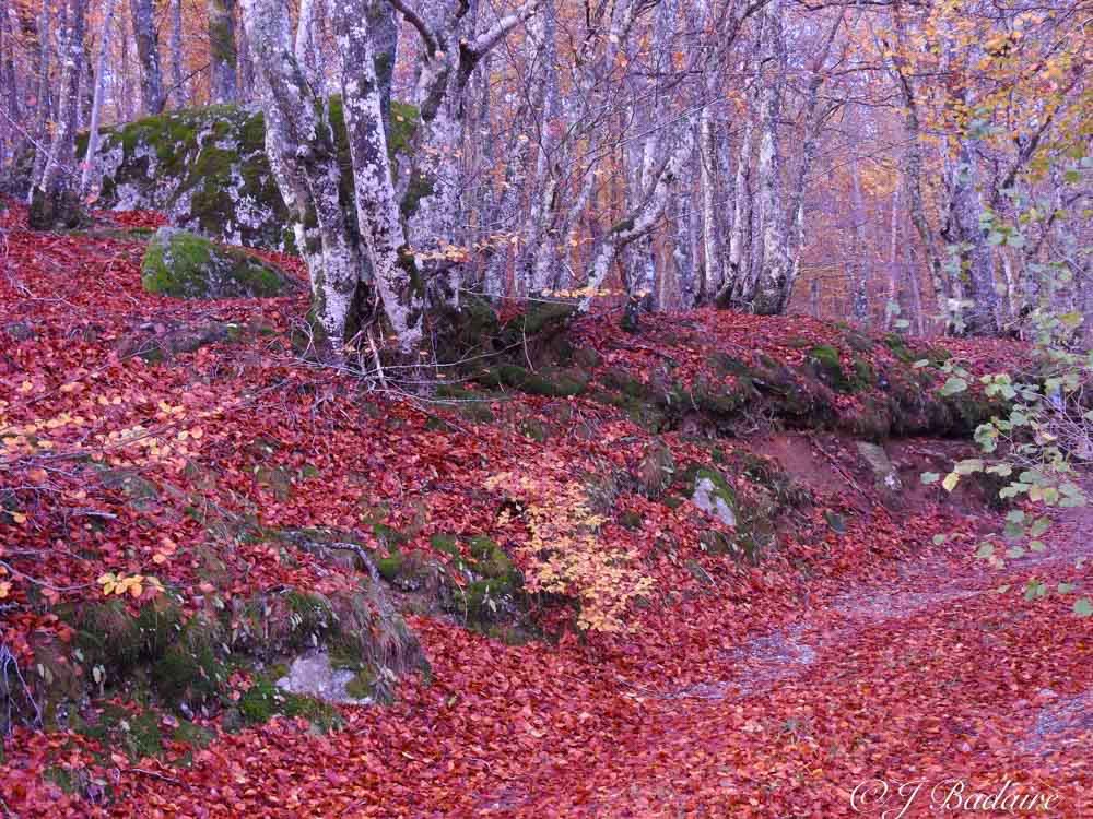 Haïkus de l&rsquo;automne (deuxième&nbsp;partie)