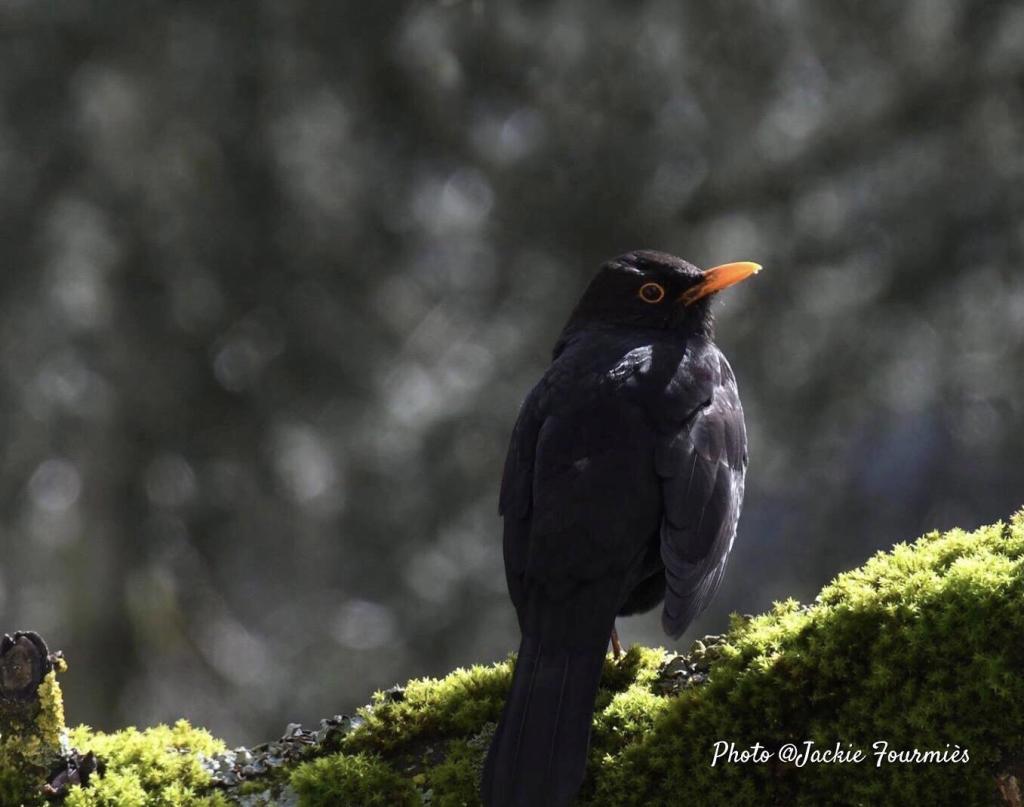 « Les oiseaux » – ma sélection (Haïkus des lecteurs)
