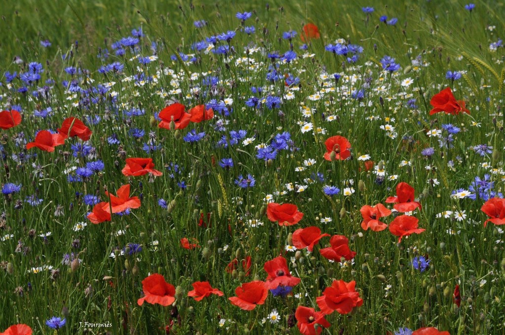 Mes coups de coeur du&nbsp;printemps