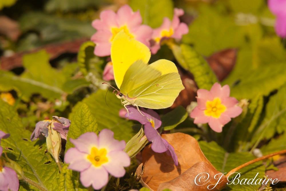 Le chant du&nbsp;coucou