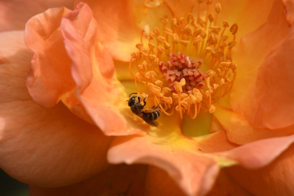 Lune des fleurs (haïcoups de&nbsp;coeur)