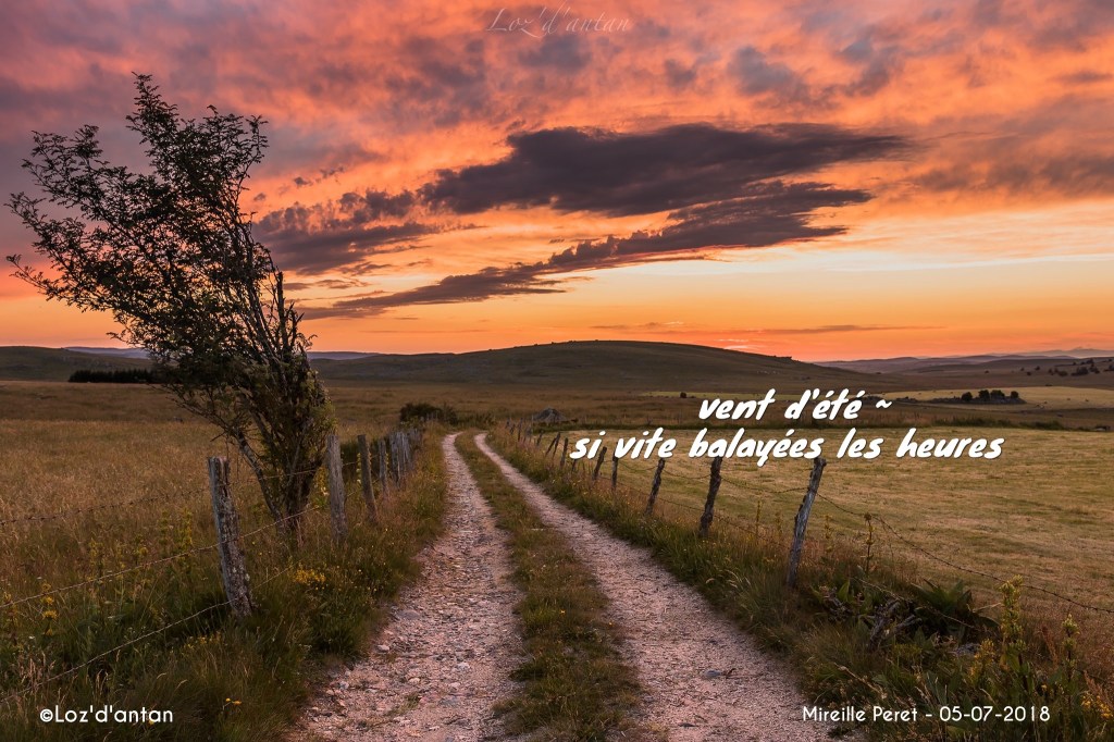 Haiku Column – Mes distinctions de l&rsquo;été&nbsp;2018