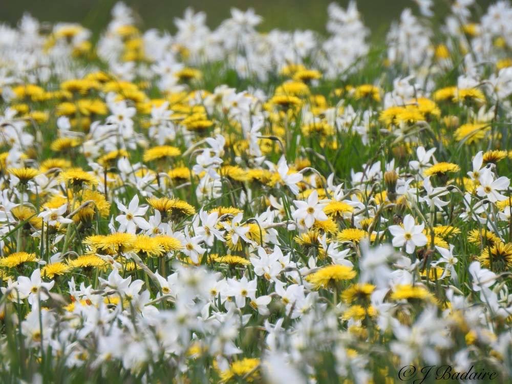 Haïkus de l&rsquo;été (première&nbsp;partie)
