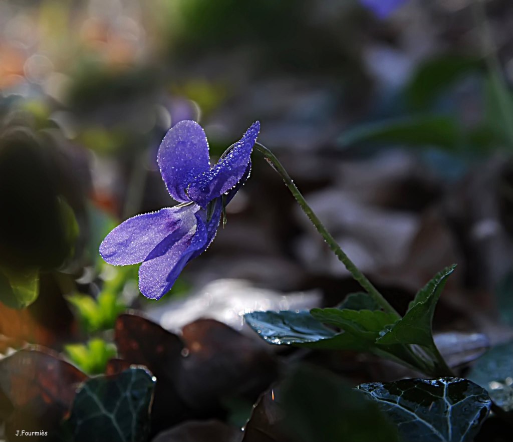 Parfum de violettes (Mes haïcoups de coeur du printemps&nbsp;2026)